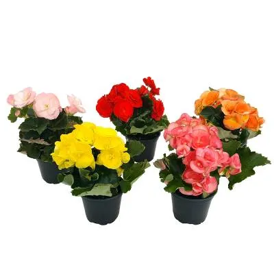 Бегония микс 13/25 (РОС) фото в интернет-магазине Флоранж