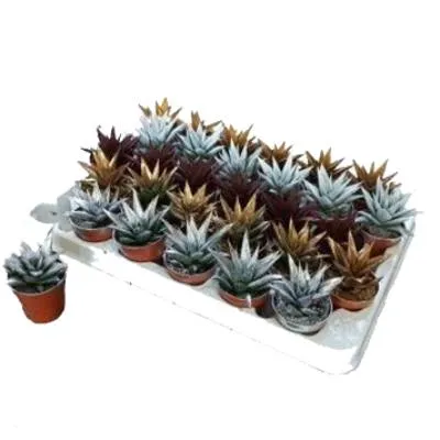 Хавротия Микс 05/10 металлик фото в интернет-магазине Флоранж