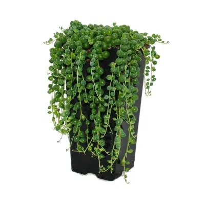 Сенецио Геррейна 14/10 фото в интернет-магазине Флоранж