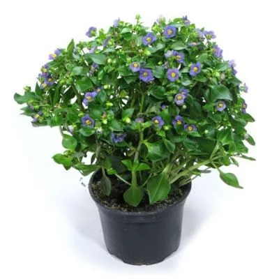 Экзакум Микс 12/25 фото в интернет-магазине Флоранж