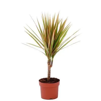 Драцена марджината Биколор 11/40 фото в интернет-магазине Флоранж