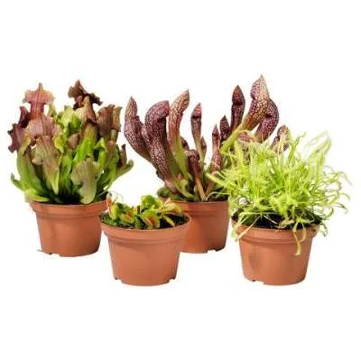 Насекомоядный Микс 09/20 фото в интернет-магазине Флоранж