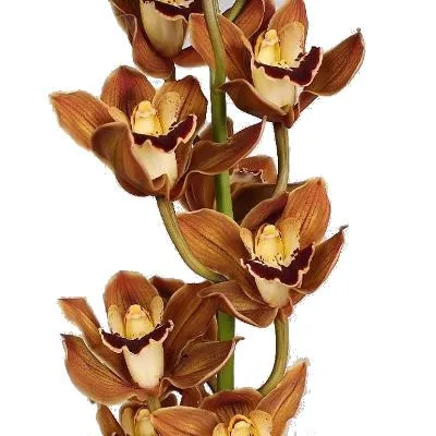 цимбидиум Австралиан Прайс фото в интернет-магазине Флоранж