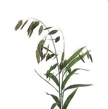 хасмантиум Латифолиум фото в интернет-магазине Флоранж