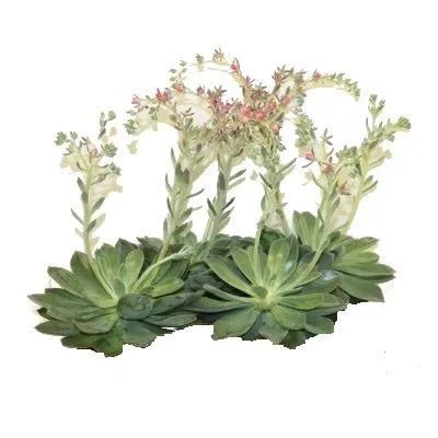 Эхеверия Блю Принс 10/15 фото в интернет-магазине Флоранж