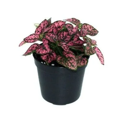 Гипоэстес Микс 14/30