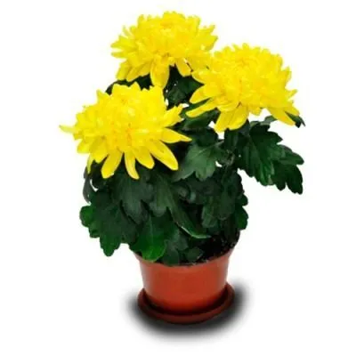 Хризантема Зембла Йеллоу 13/35 фото в интернет-магазине Флоранж