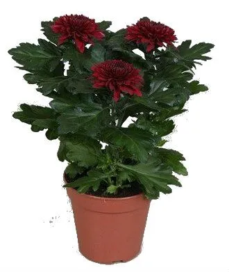 Хризантема Зембла Ред 13/45 фото в интернет-магазине Флоранж