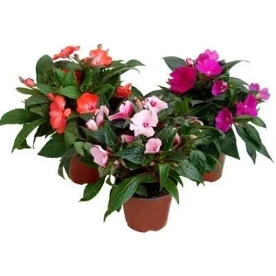 Импатиенс Микс 13/20 фото в интернет-магазине Флоранж