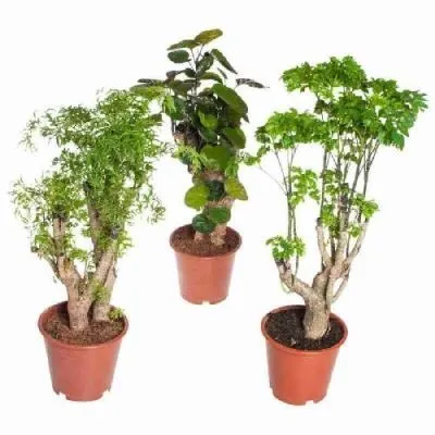 Полисциас Микс 17/65 фото в интернет-магазине Флоранж