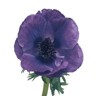 анемон Марианна Блау фото в интернет-магазине Флоранж