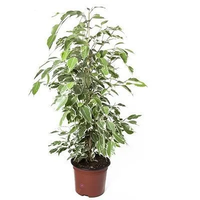 Фикус Бенджамина Твилайт 21/105 фото в интернет-магазине Флоранж