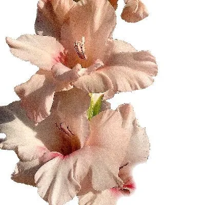 гладиолус Адреналин фото в интернет-магазине Флоранж