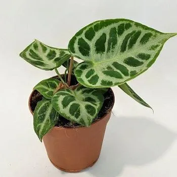 Антуриум Сильвер Блаш 12/25