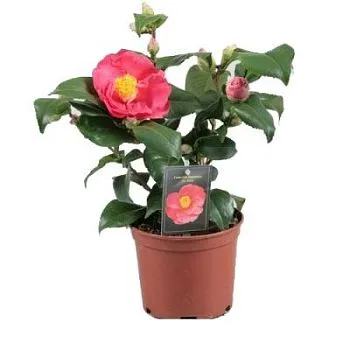 Камелия Японика 13/50