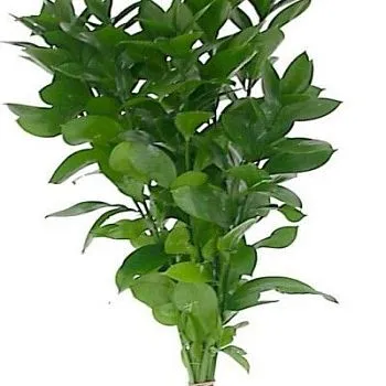 рускус