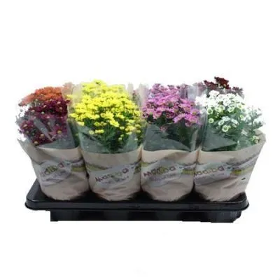 Хризантема Калимеро Микс 12/25 фото в интернет-магазине Флоранж