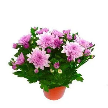 Хризантема кустовая Грандеза Пинк 13/30