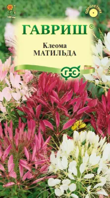 Клеома Матильда колючая (цветной пакет) 0,2г; Гавриш фото в интернет-магазине Флоранж