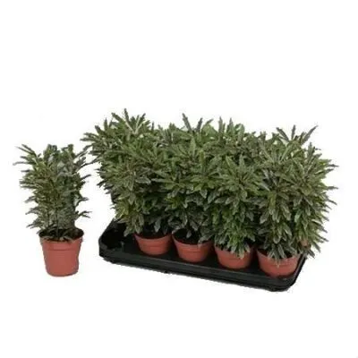 Шефлера Бьянка 12/30 фото в интернет-магазине Флоранж