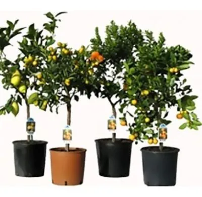 Цитрус Микс 12/35 фото в интернет-магазине Флоранж