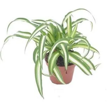 Хлорофитум Атлантик 12/25