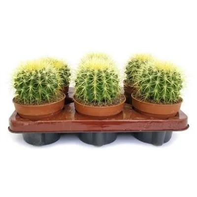 Кактус Эхиногрузони 12/15 фото в интернет-магазине Флоранж