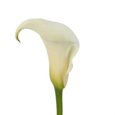 калла  Вайт Идеал; Голландия фото в интернет-магазине Флоранж