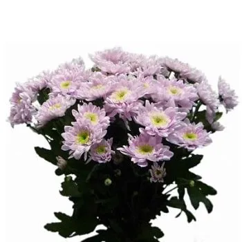 Хризантема кустовая розовая фото вживую в руках, состав, цветовая гамма 