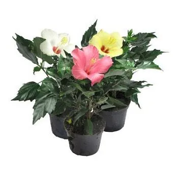 Гибискус Микс 13/35