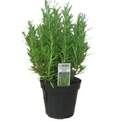 Розмарин 09/15 фото в интернет-магазине Флоранж