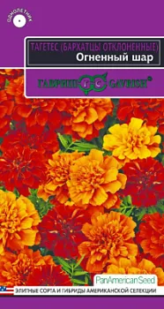 Бархатцы Огненный шар (цветной пакет) 5шт; Гавриш