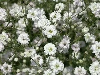 гипсофила Экселенс; Эквадор фото вживую в руках, состав, цветовая гамма 