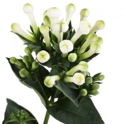 _бовардия вайт сенсейшн