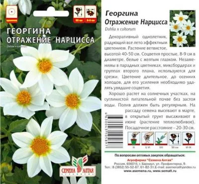 Георгина Отражение Нарцисса (цветной пакет) 0,2г; Семена Алтая фото в интернет-магазине Флоранж