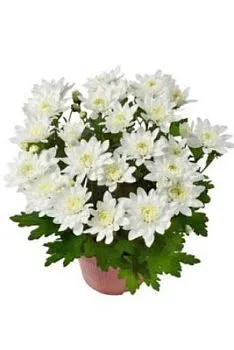 Хризантема кустовая Грандеза Вайт 13/30