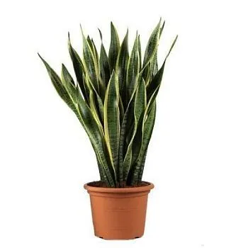 Сансевиерия Лауренти 19/65