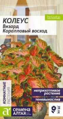 Колеус Визард Коралловый Восход (цветной пакет) 8шт; Семена Алтая фото в интернет-магазине Флоранж