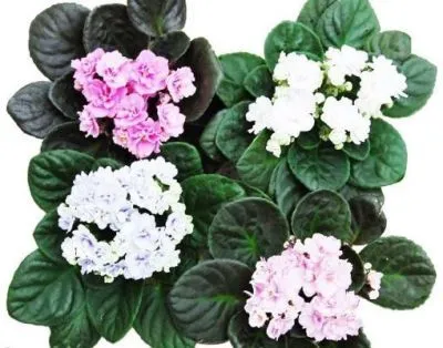 Сениполия Балерина Микс 10/15 фото в интернет-магазине Флоранж