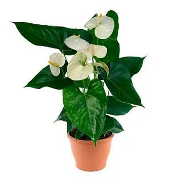 Антуриум Монтана Вайт 14/50