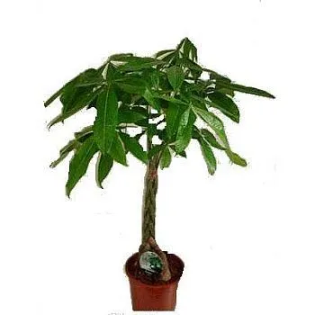 Пахира Акватика 12/45