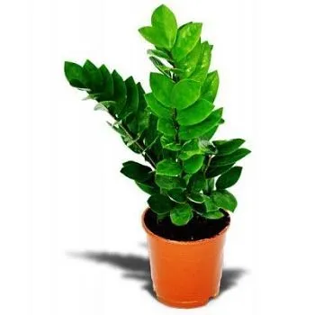 Замиокулкас Замиофолия 17/70