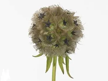 скабиоза Стелата фото вживую в руках, состав, цветовая гамма 