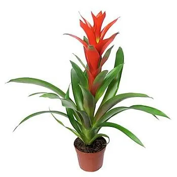 Гузмания Остара 12/40