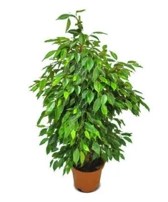 Фикус Бенджамина Анастасия 14/55 фото в интернет-магазине Флоранж