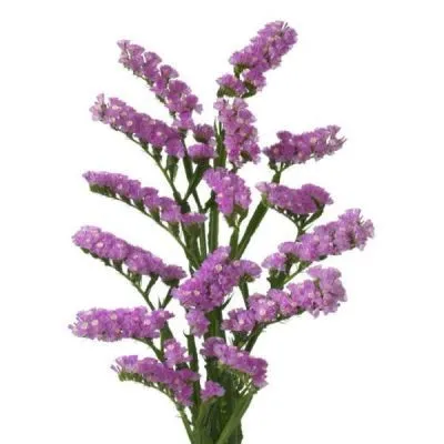 статица Фантазия Вингз фото в интернет-магазине Флоранж