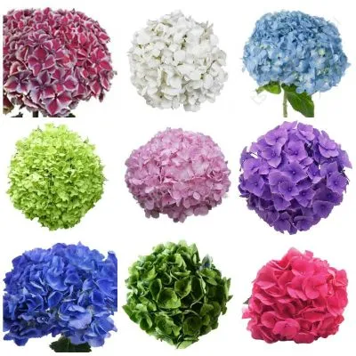 Гидрангия микс сабанилла (КОЛ) фото в интернет-магазине Флоранж