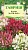 Клеома Матильда колючая (цветной пакет) 0,2г; Гавриш