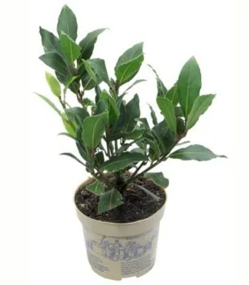 Лавр Нобилис 10/25 фото в интернет-магазине Флоранж