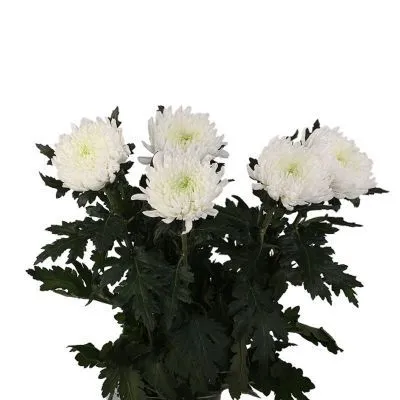 Хризантема одноголовая белая  фото в интернет-магазине Флоранж